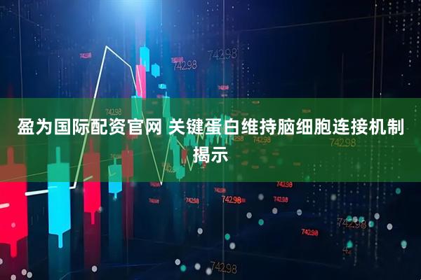 盈为国际配资官网 关键蛋白维持脑细胞连接机制揭示